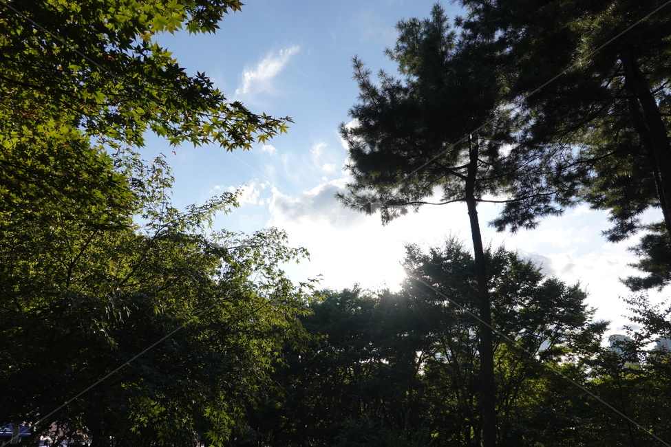 가을하늘,푸른하늘,푸른잎,초록,자연,풍경,sky,leap,tree,green,nature,자연,풍경,nature,landscape,light,빛,flare,플레어