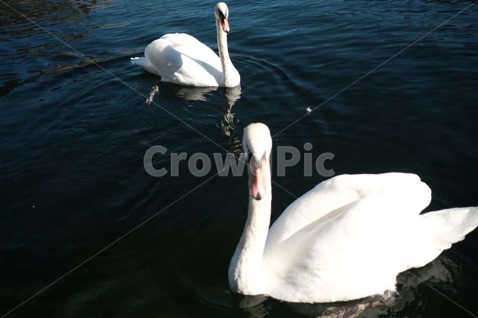 animal,동물,bird,새,swan,백조,wildlife,할슈타트,hallstatt,오스트리아,austria,동물,animal,조류,새,birds