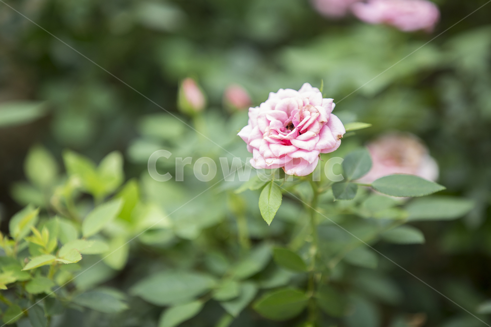 장미,로즈,rose,봄꽃,여름꽃,plant,식물,blossom,꽃,flower