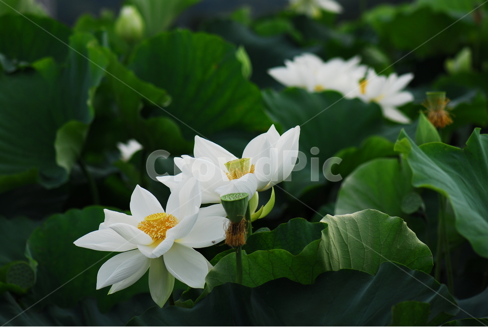 꽃,연꽃,관곡지,불교,여름,식물,자연,plants,nature,꽃,flower