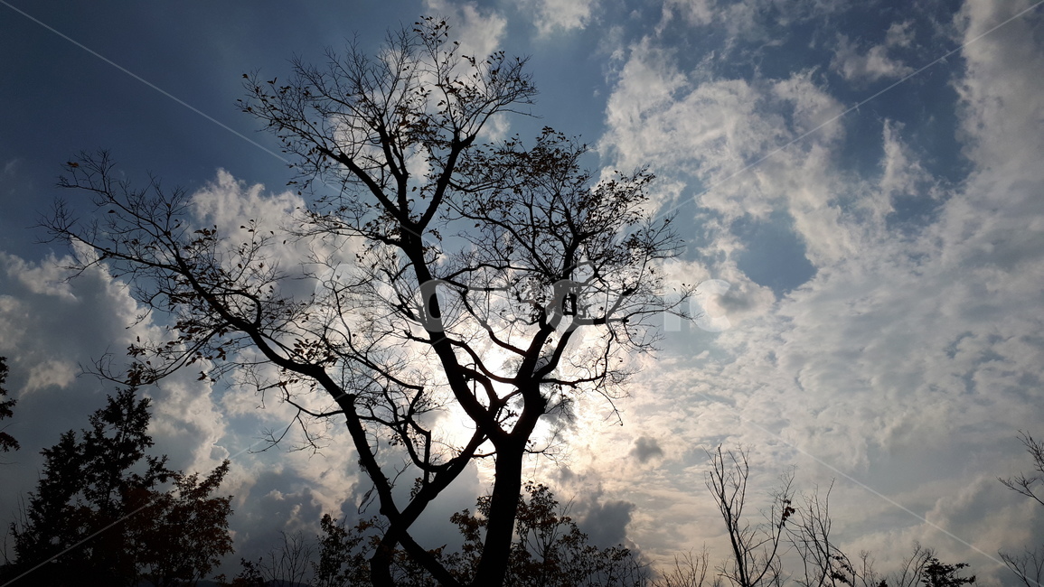 청계산,가을,하늘,구름,나무,자연,풍경,nature,landscape,silhouette,실루엣,tree,plant,식물