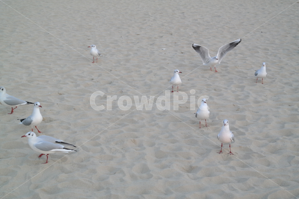 갈매기,바다,새,동물,파도,동물,animal,조류,새,birds