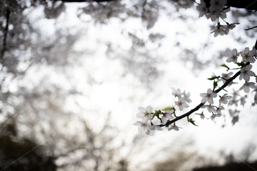 봄,spring,벗꽃,cherrytree,서울,korea,송파,식물,자연,plants,nature,꽃,flower