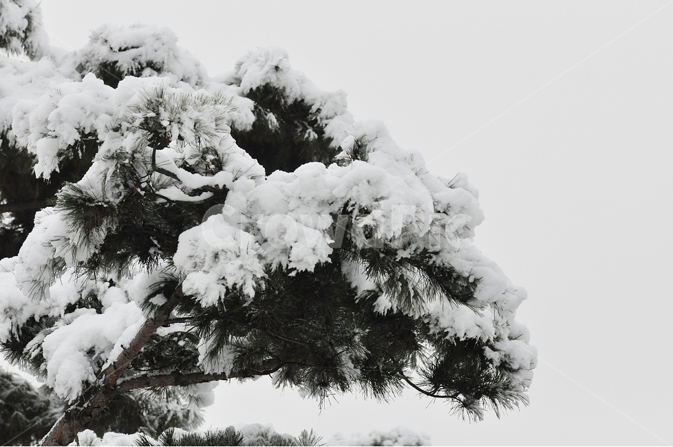 눈,설경,나무,소나무,풍경,겨울,계절,winter,season,식물,자연,plants,nature,나무,trees,wood