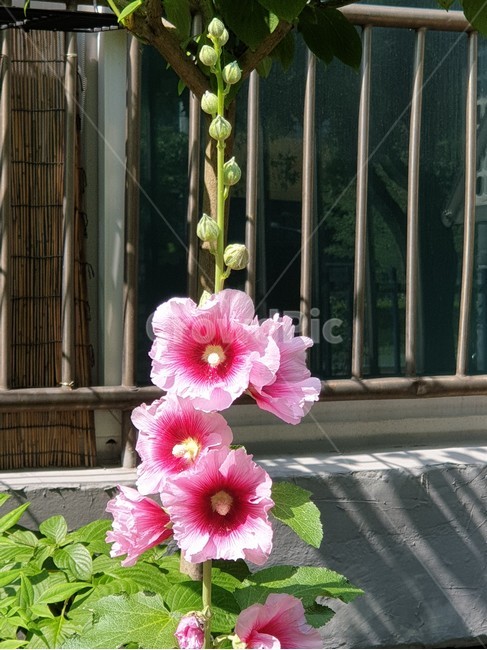 접시꽃,겹접시꽃,촉규화,채키화,여름야생화