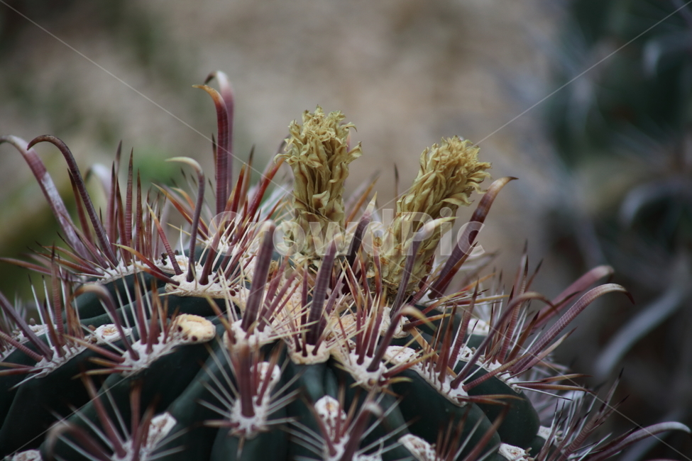 거취옥선인장,선인장,꽃,온실,ferocactus,금관룡,식물,자연,plants,nature
