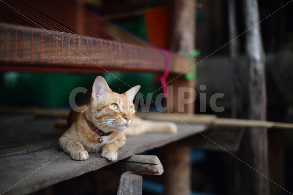 고양이,동물,야옹이,냥이,배경,ppt,동물,animal,포유류,mammal,고양이,cat,kitten,kitty
