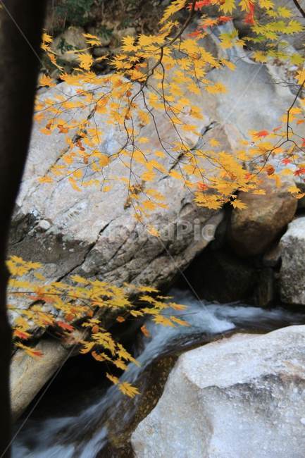 고창,선운사,가을,계곡,단풍,가을,계절,fall,autumn,season,자연,풍경,nature,landscape,leaf,잎,plant,식물,tree,나무