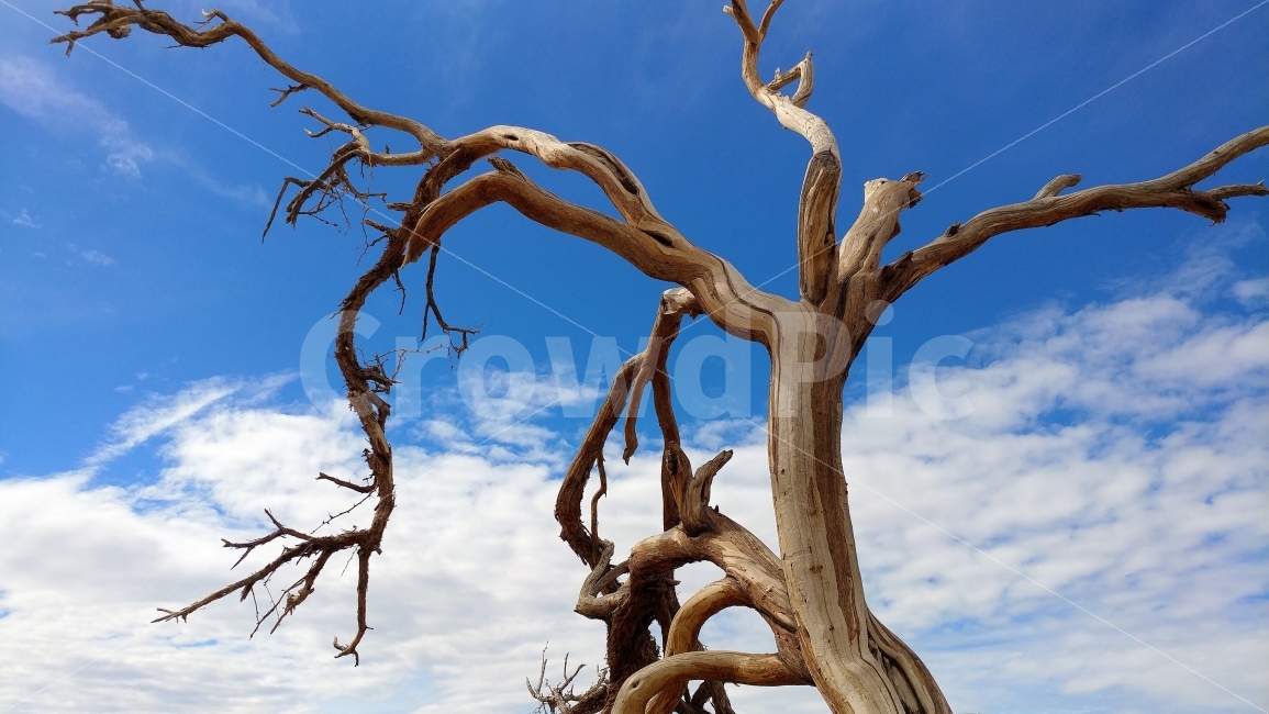 미국,중가주,데쓰벨리,푸른하늘,흰구름,모래언덕,켈리포니아,bluesky,whitecloud,oldtree,sanddune,DeathValley,CentralCalifornia,자연,풍경,식물,자연,plants,nature
