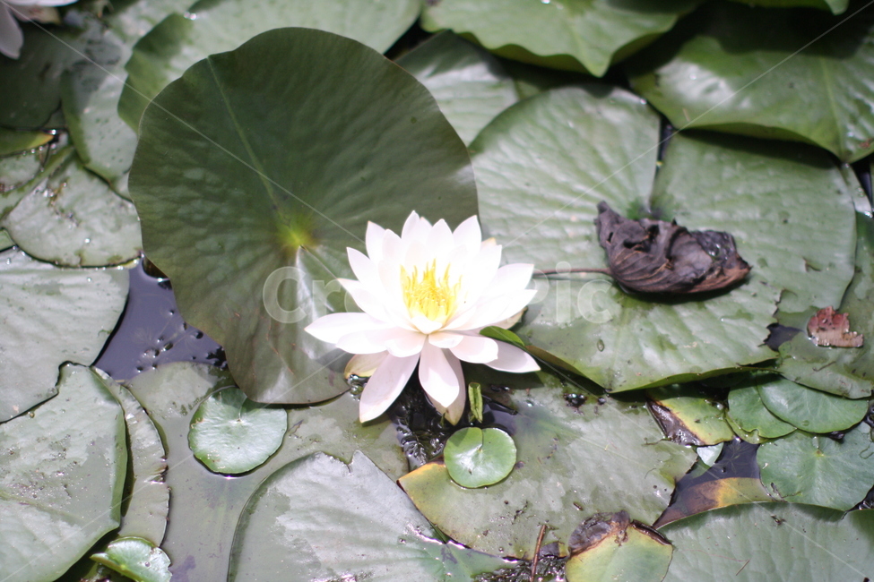 연꽃,연못,식물,꽃,수목원,수생식물,흰연꽃,흰색꽃,lotus,flower,식물,자연,plants,nature,꽃,flower