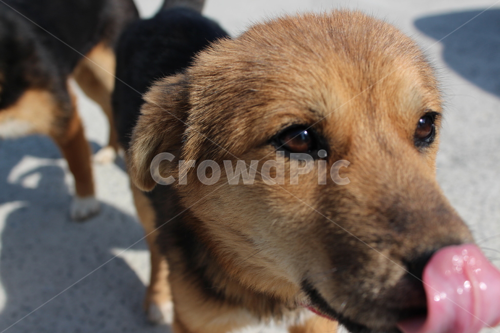 동물,animal,개,반려동물,반려견,애완동물,애완견,강아지,dog,puppy,역동적