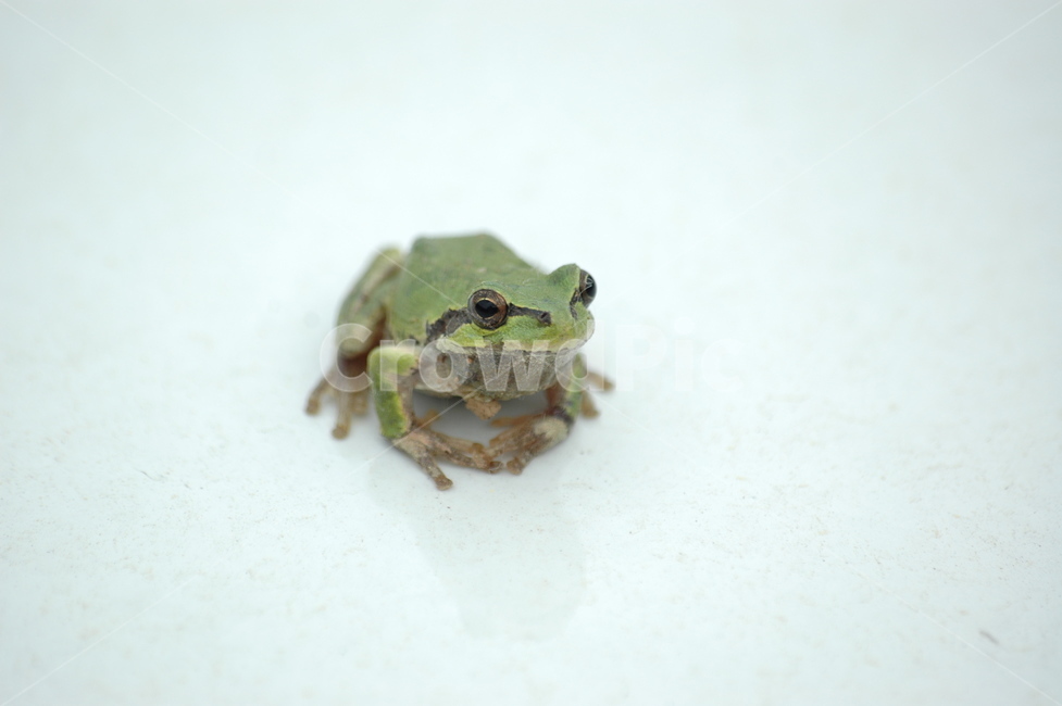 개구리,청개구리,양서류,동물,녹색,동물,animal,파충류,양서류,reptile,amphibian