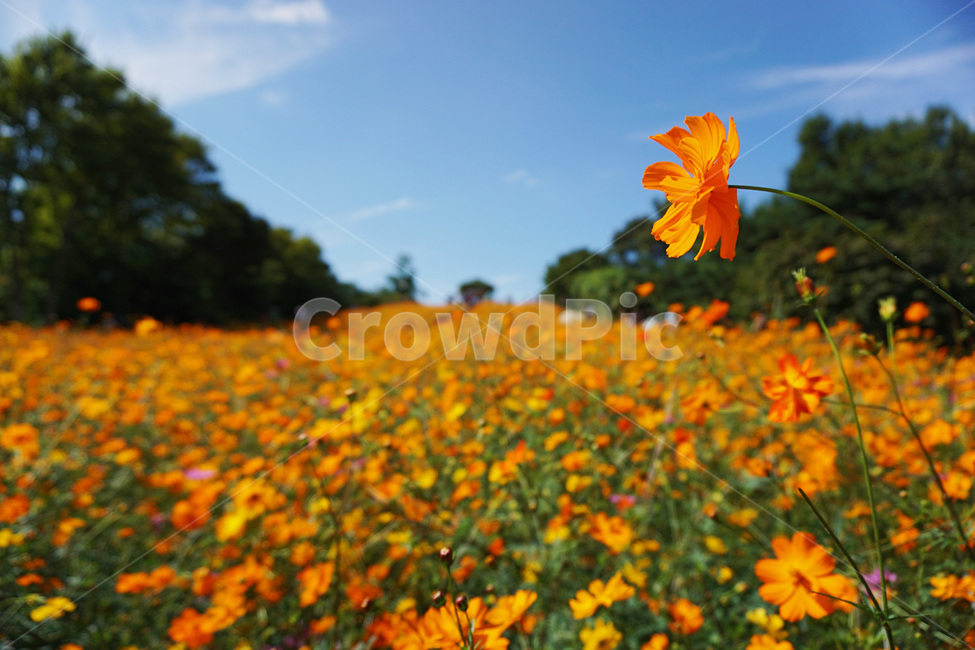 자연,코스모스,꽃,가을,식물,풍경,가을,계절,fall,autumn,season,plant,flower,petal,꽃잎,blossom