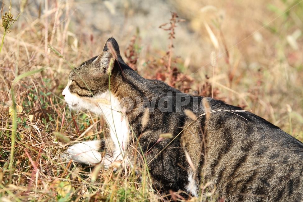 고양이,길고양이,공원,동물,감성사진,고양이표정,동물,animal,포유류,mammal,고양이,cat,kitten,kitty