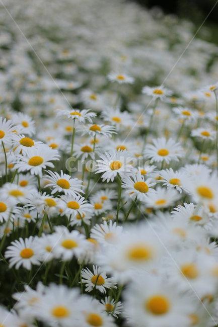 데이지,정원,화단,daisy,꽃,plant,식물,flower,blossom,daisies,꽃밭,야외,식물,자연,plants,nature,꽃,flower
