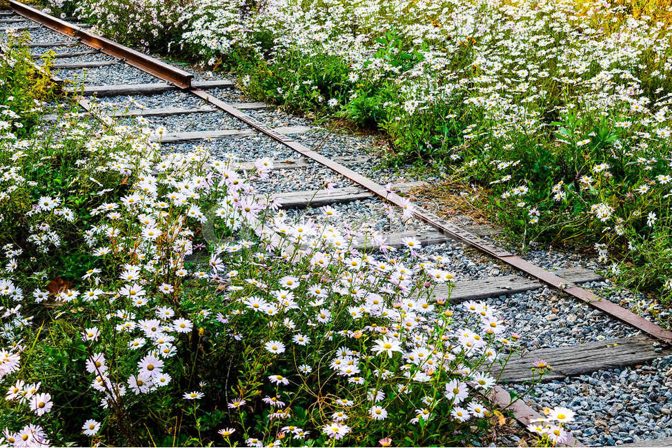 기찻길,rail,레일,교통,철도,flower,꽃,국화,가을