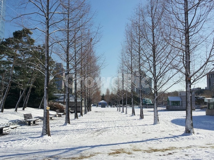 겨울눈,설경,겨울배경,폭설,눈길,겨울,계절,winter,season,자연,풍경,nature,landscape,tree,나무,plant,식물