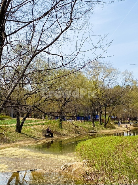 tree,나무,공원,park,plant,식물,봄,초록,연두