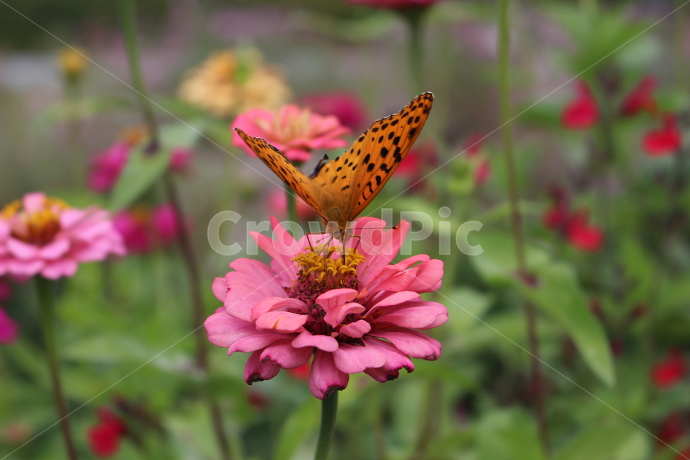 꽃,나비,앉다,식물,자연,식물,자연,plants,nature,꽃,flower,곤충,벌레,insect,bug