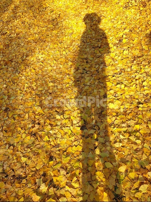 은행,보령,은행잎,단풍,청라은행마을,보령은행마을,그림자,나,가을,쓸쓸함,홀로,외로움,깊어가는가을,가을,계절,fall,autumn,season,사람들,대중,군중,other people,crowd,인물실루엣,사람실루엣,character silhouette,human silhouette,ground,바닥,plant,식물,leaf,잎