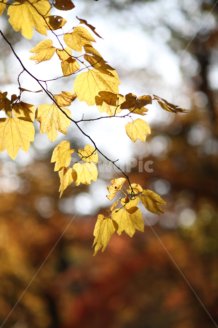 가을,등산,단풍,낙엽,나뭇잎,가을,계절,fall,autumn,season,식물,자연,plants,nature,plant,leaf,잎,veins,정맥