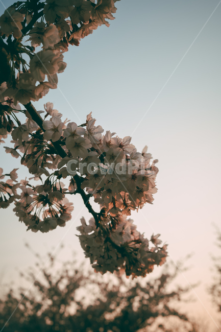 blossom,꽃,flower,벚꽃,cherryblossom,풍경,맥도생태공원,나무