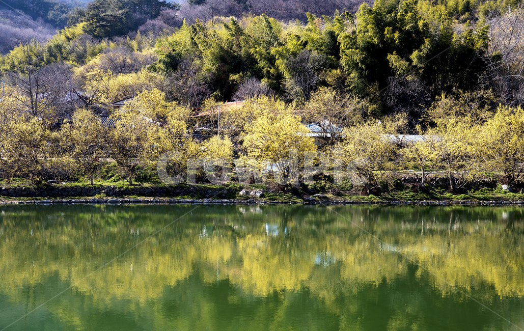 산수유,산수유꽃,산수유마을,현천마을,호수,nature,자연,옥외,water,plant,식물
