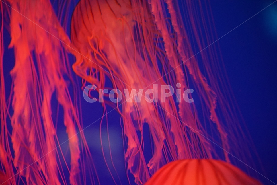 sealife,해양생물,animal,동물,invertebrate,무척추동물,해파리,jellyfish,아쿠아리움,동물,animal
