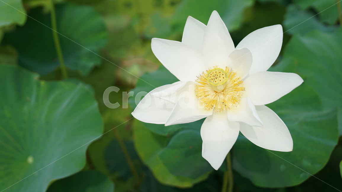 꽃,자연,연꽃,식물,계절,바탕화면,접사,nature,flower