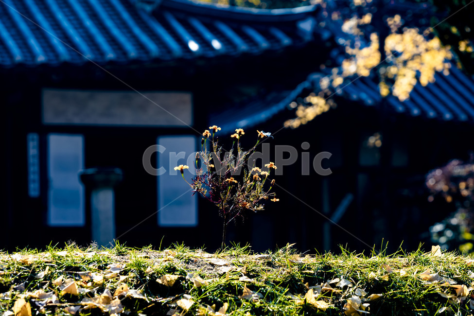 고옥,한국민속촌,전통가옥,가을,낙엽,단풍,기와,전통담장,가을,계절,fall,autumn,season,한국전통,한국문화,korean traditional,korean culture