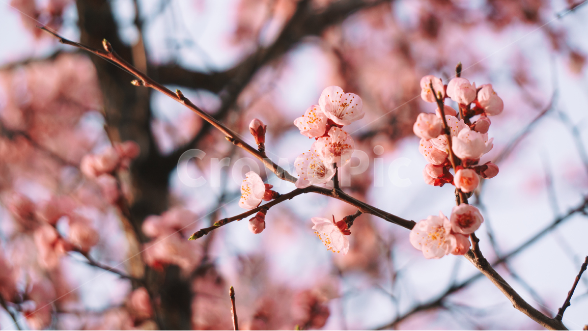 봄,홍매화,매화,꽃,꽃잎,꽃송이,봄꽃,자연,계절,봄,계절,spring,season,식물,자연,plants,nature,꽃,flower,감성,sensible,feeling,색깔,색상,색채,색감,color sense,color sensitivity,feeling of color,plant,blossom