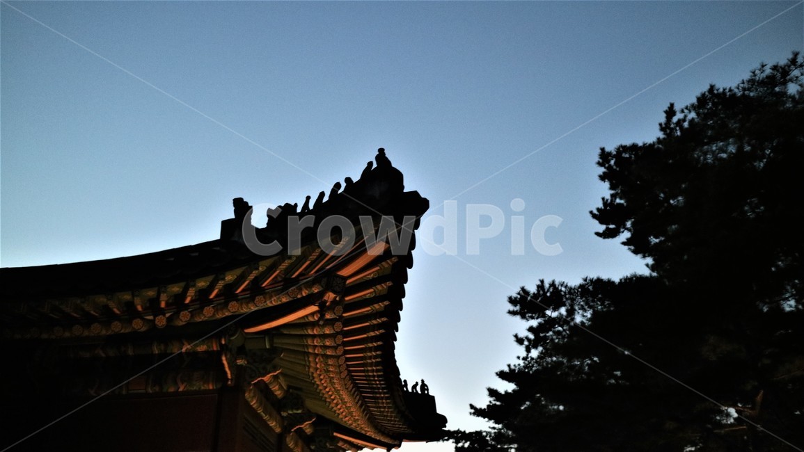 덕수궁,궁궐,기와,한옥,해질녘,나무,문화재,토우,불빛,그림자,한국전통,한국문화,korean traditional,korean culture,건축물,건물외관,exterior,building,structure,architecture,construction