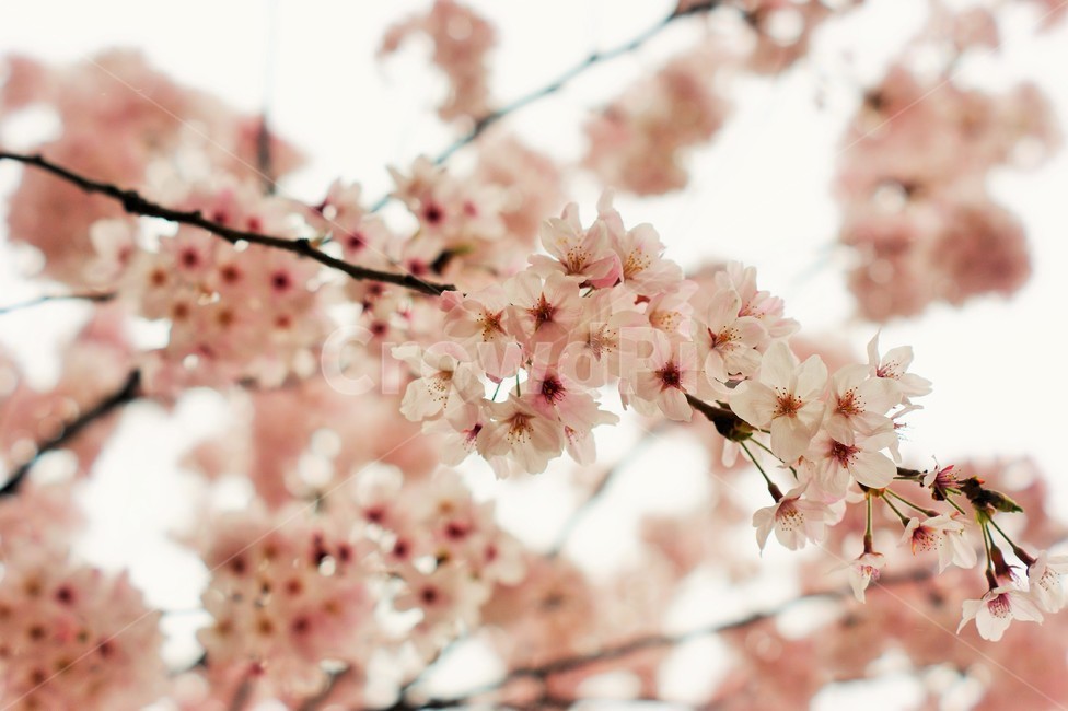 벚꽃,꽃,벚꽃나무,벚꽃축제,봄,나들이,사랑,spring,sakura,pink,blossom,식물,자연,plants,nature,꽃,flower