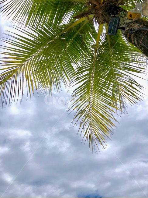 나무,하늘,구름,야자수,흐린날,계절,날씨,자연,풍경,nature,landscape,summer,여름,tree,palm tree,plant,식물