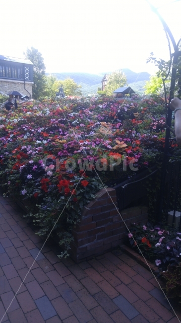 일본,홋카이도,꽃,다채로움,컬러풀,화려함,식물,자연,plants,nature,꽃,flower