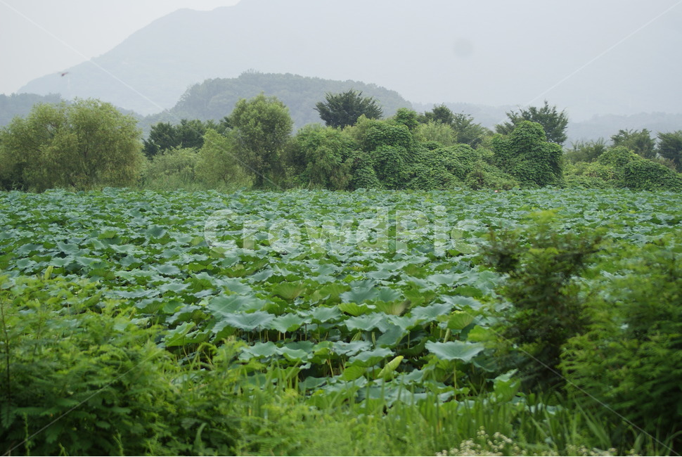 연꽃,습지생태공원,연못,새벽,산책길