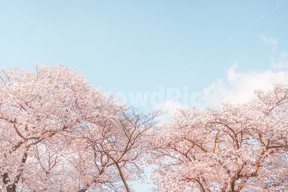 봄,봄풍경,벚꽃,벚꽃엔딩,풍경,동화,봄,계절,spring,season,식물,자연,plants,nature,꽃,flower,plant,blossom