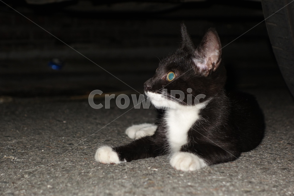 고양이,길냥이,검은고양이,차밑,도둑고양이,도로