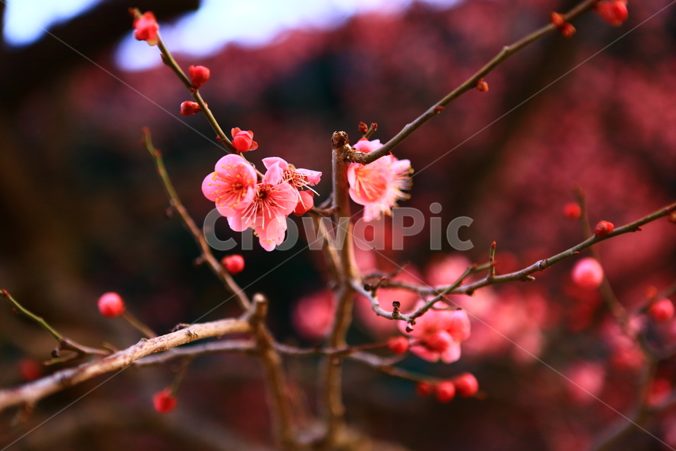 통도사,매화,빨강,절,꽃,봄꽃,봄,계절,spring,season,식물,자연,plants,nature,꽃,flower,plant