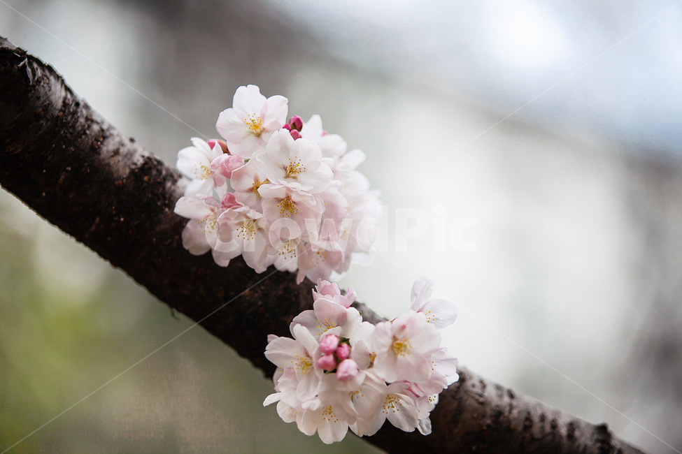 벚나무,분홍색,핑크,개화,만개,벚꽃축제,계절,springseason,자연,plants,natureflower,plantblossomcherry,blossom,벚꽃,봄,봄꽃,꽃,아름다운,식물,체리블라썸,사쿠라꽃잎,나무,나뭇가지,봄,계절,spring,season