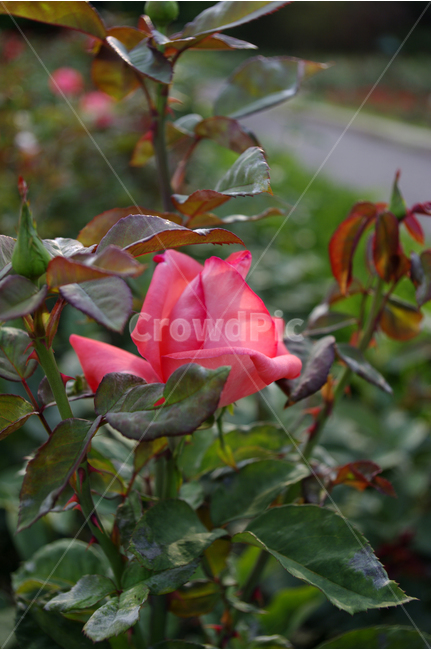장미,꽃,식물,flower,자연,color,nature,식물,자연,plants,nature,꽃,flower
