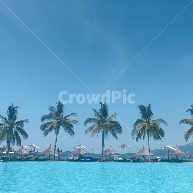 야자수,여름,수영장,tropical,summer,자연,풍경,nature,landscape