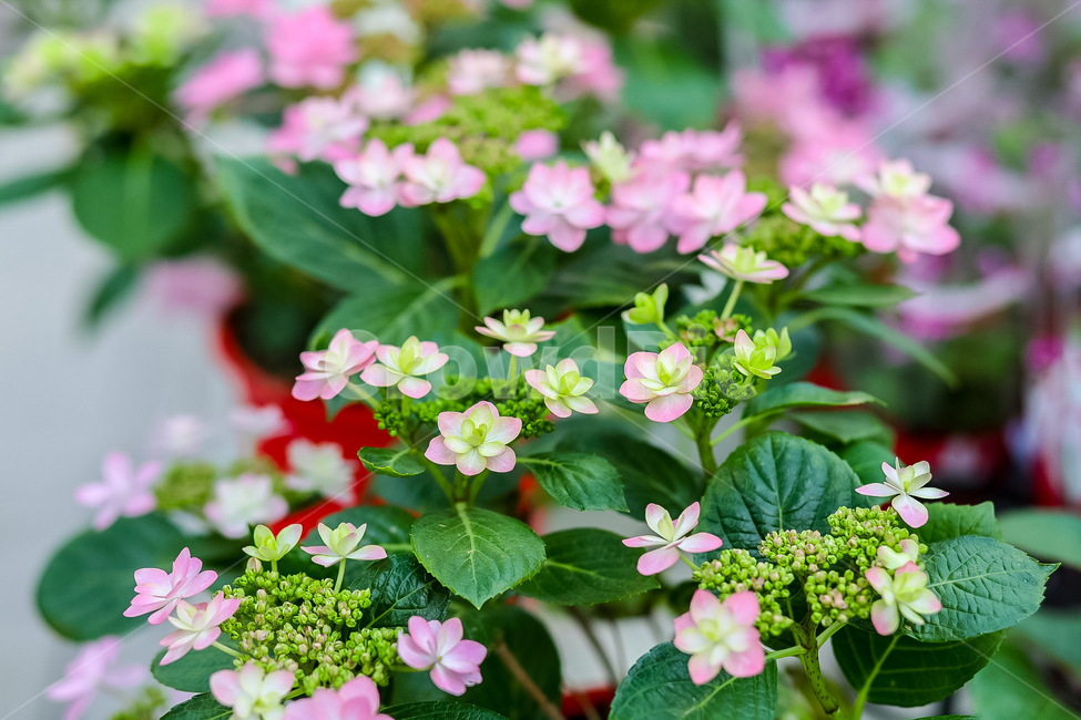 blossom,꽃,flower,plant,식물