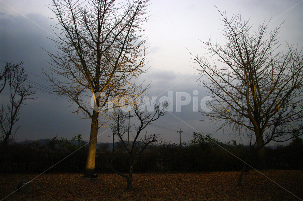 나무,조명,빛,하늘,구름,식물,plant,자연,풍경,nature,landscape,tree,outdoors,옥외