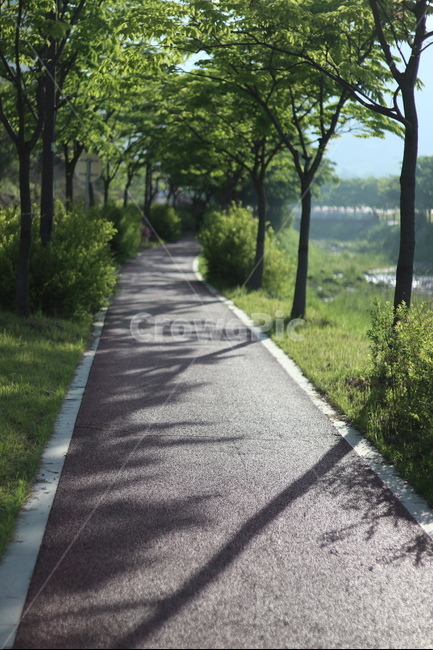 조팝나무,봄,빛,아침,연두,자연,풍경,nature,landscape,한국자연풍경,한국자연경관,korea nature landscape,asphalt,아스팔트