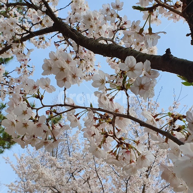 벚꽃,봄,사쿠라,체리블러썸,벚꽃나무,봄,계절,spring,season,plant,식물,flower,꽃,cherry blossom,blossom