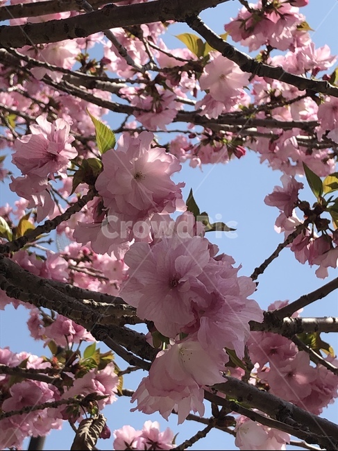flower,꽃,벚꽃,cherryblossom,겹벚꽃