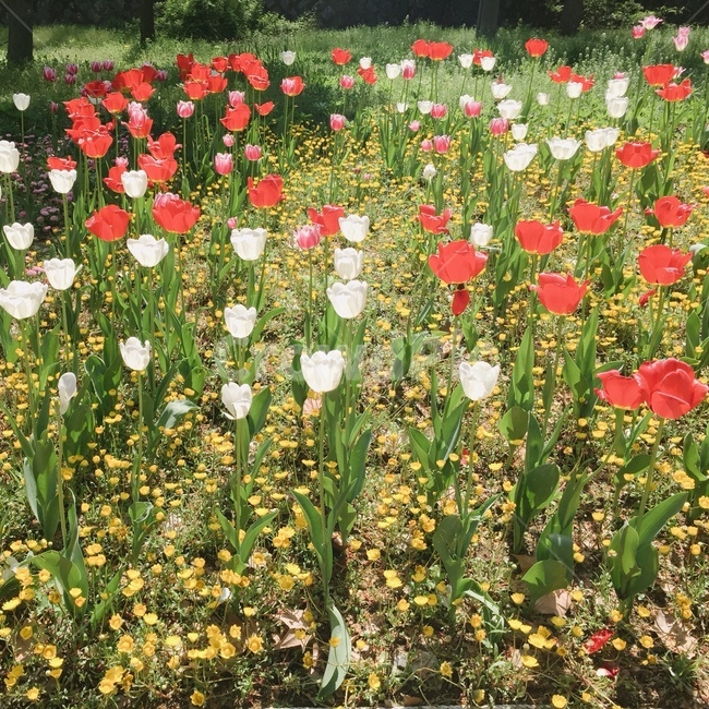 흰튤립,빨간튤립,튤립,꽃,흰꽃,빨간꽃,꽃밭,식물,자연,plants,nature,꽃,flower
