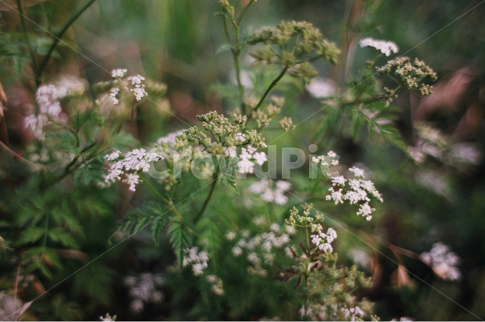 들꽃,풀,꽃,자연,산책,길,식물,자연,plants,nature,꽃,flower,감성,sensible,feeling