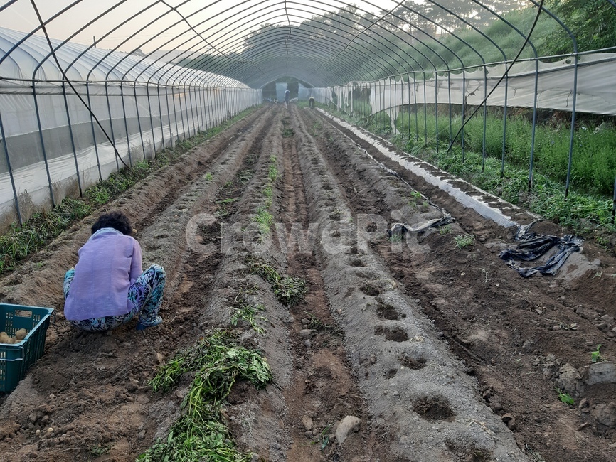 농사,감자,하우스,감자수확,뒷모습,산업,industry,industrial,농업,농사,agriculture,farming,farming industry